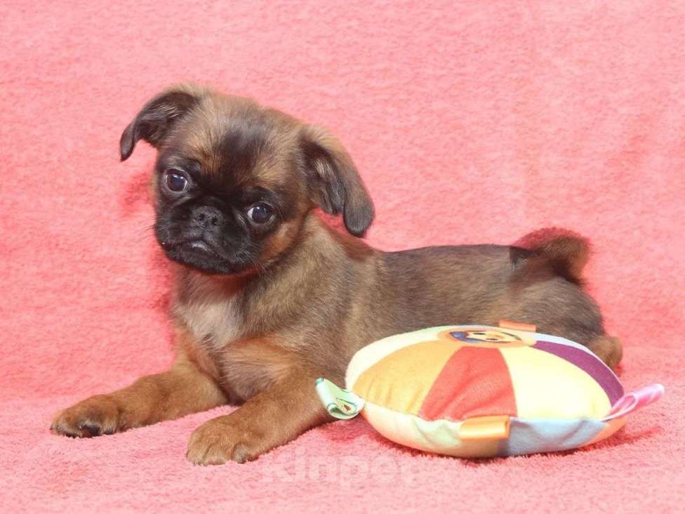 Собаки в Санкт-Петербурге: Любимчик Мальчик, 80 000 руб. - фото 1