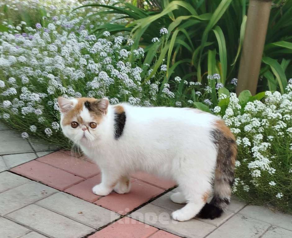 Кошки в Новосибирске: Экзотическая короткошерстная кошка Девочка, 35 000 руб. - фото 3