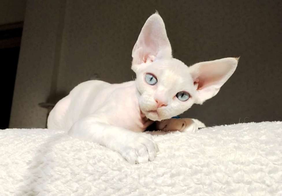 Кошки в Москве: Котенок Девон рекс Мальчик, 60 000 руб. - фото 9