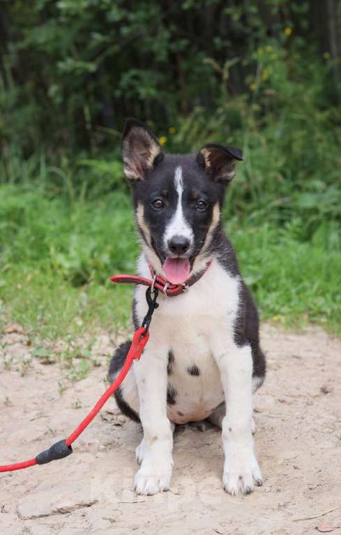 Собаки в Подольске: Малышке Мике нужен дом  Девочка, Бесплатно - фото 3
