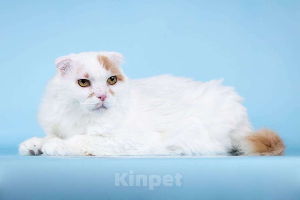 Кошки в Москве: Ласковый вислоухий белый кот Мальчик Мальчик, Бесплатно - фото 5