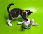 Кошки в Москве: Малышка Киви, чудесный трехцветный котенок ищет дом и доброе сердце Девочка, 10 руб. - фото 1