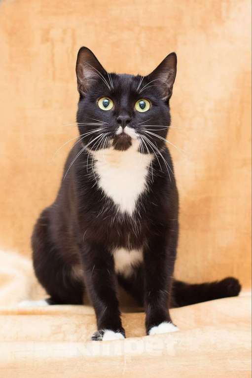 Кошки в Москве: Уютная Яся, хранительница очага Девочка, Бесплатно - фото 5