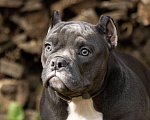 Собаки в Москве: Очаровательная девочка Американский Булли Девочка, 180 000 руб. - фото 1