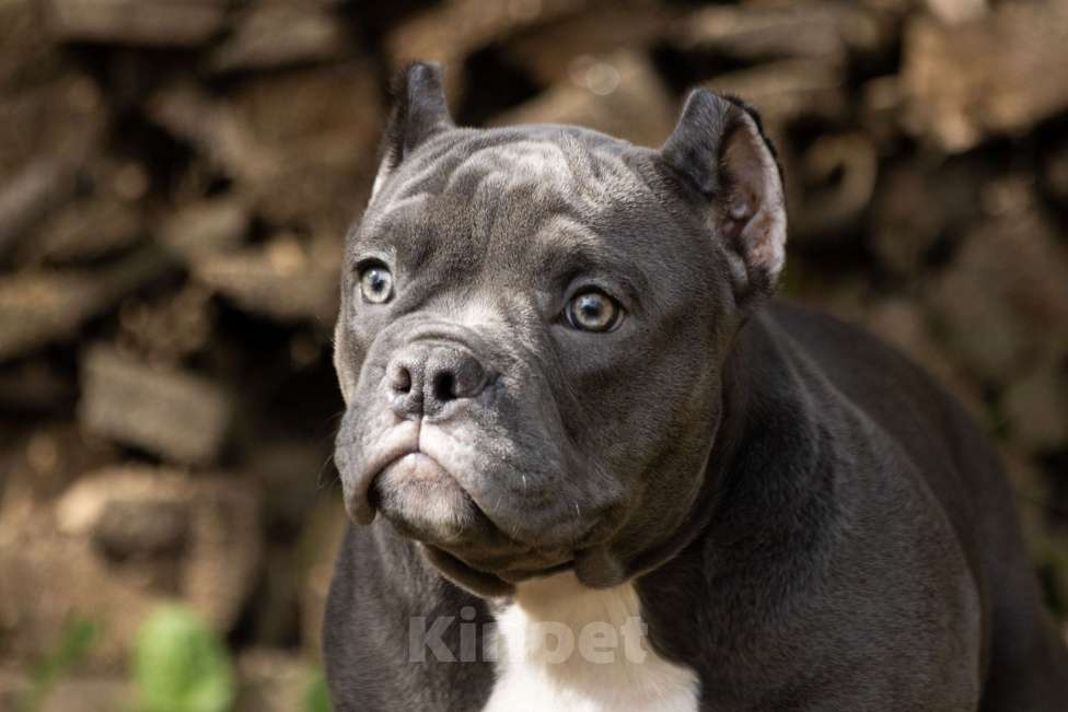 Собаки в Москве: Очаровательная девочка Американский Булли Девочка, 180 000 руб. - фото 1