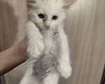 Кошки в Москве: Котята мейн-кун Разнополые, 20 000 руб. - фото 7