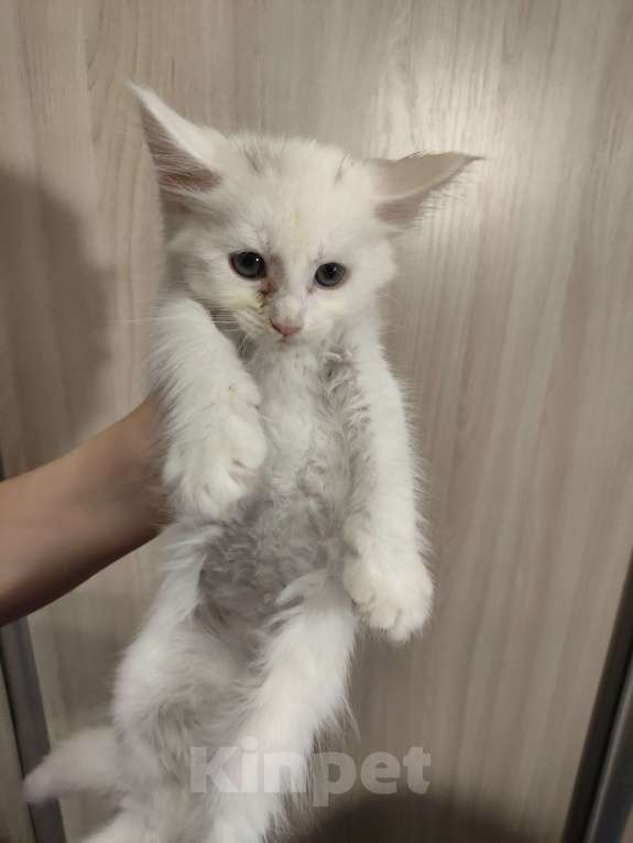 Кошки в Москве: Котята мейн-кун Разнополые, 20 000 руб. - фото 7