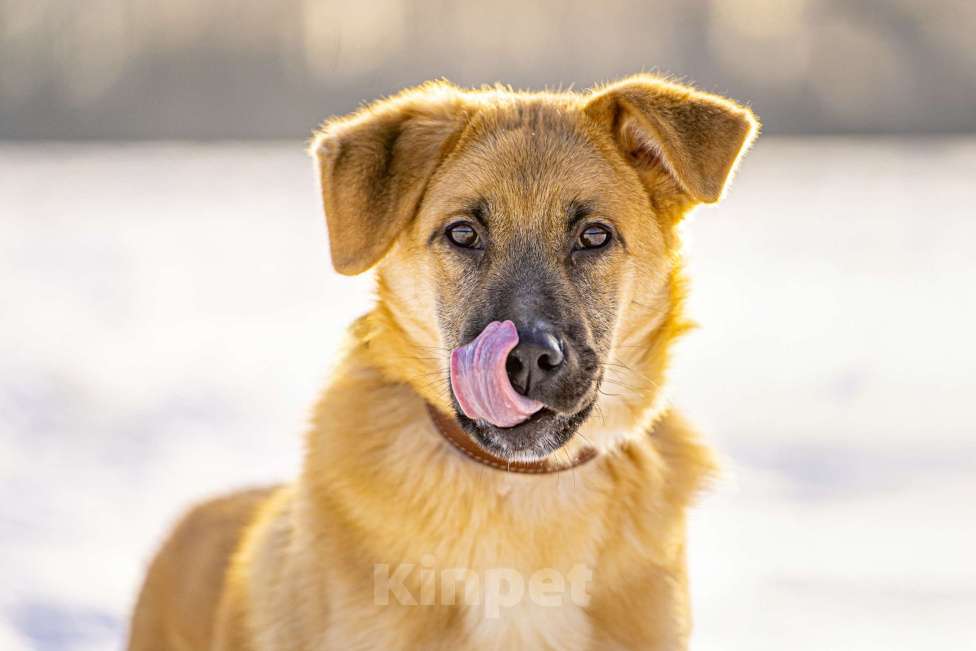 Собаки в Клине: Реджи — шаловливый пёсик Мальчик, Бесплатно - фото 4