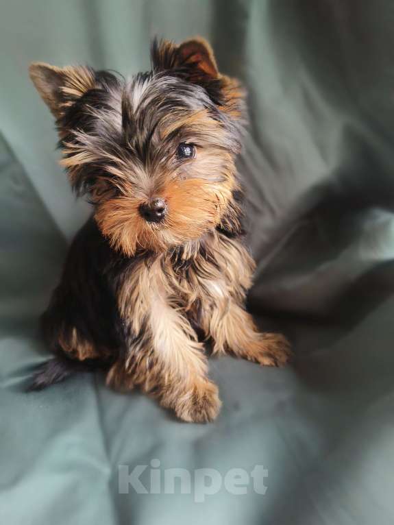 Собаки в Москве: Йоркширский терьер мини Девочка, 70 000 руб. - фото 5