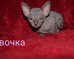Кошки в Кемерово: Канадский сфинкс велюр Девочка, 15 000 руб. - фото 3
