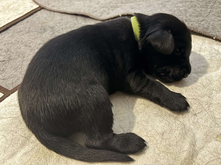 Бронируем щенков прямошерсного ретривера ( флэт)