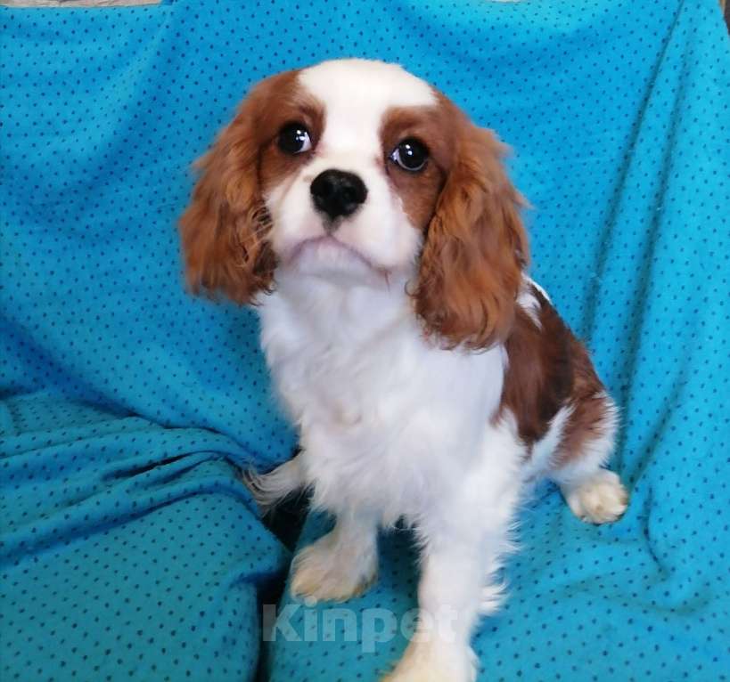 Собаки в Москве: Кавалер Кинг Чарльз 4 мес щенки. Мальчик, 65 000 руб. - фото 3