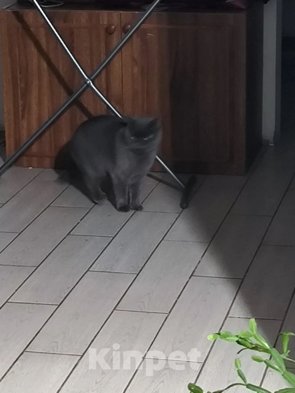 Кошки в Екатеринбурге: Отдам в добрые руки единственным питомцем в семье Девочка, Бесплатно - фото 4