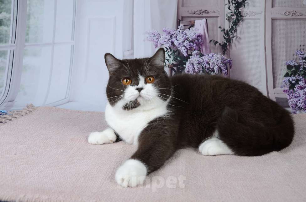 Кошки в Санкт-Петербурге: Британская кошечка с котёнкиной душой - шоколадный биколор Девочка, 6 000 руб. - фото 8