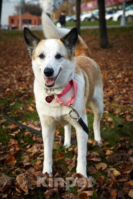 Собаки в Москве: Веселая Берта ищет дом Девочка, Бесплатно - фото 5