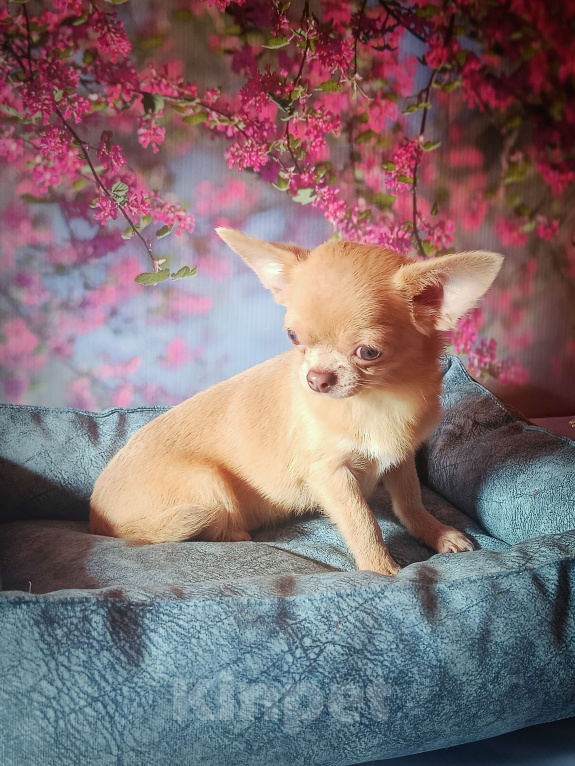 Собаки в Москве: Реально мини мальчик чихуа Мальчик, 30 000 руб. - фото 5