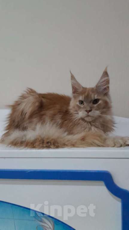 Кошки в Москве: Мальчик мейн-куна Мальчик, 50 000 руб. - фото 2