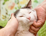 Кошки в Москве: Кот Тесла - уникальный пятнистый красавец в добрые руки Мальчик, Бесплатно - фото 2
