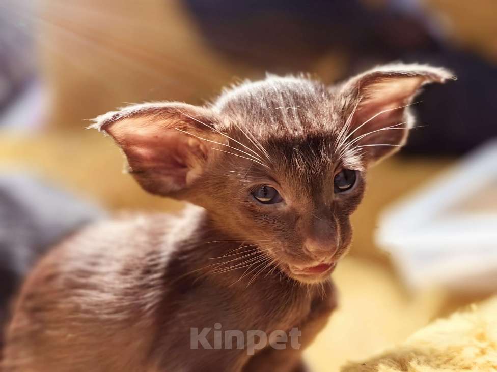Кошки в Москве: Ориентальная девочка гавана Девочка, 75 000 руб. - фото 2