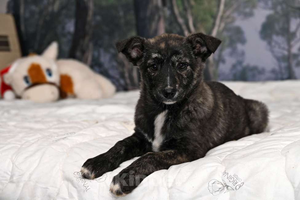 Собаки в других городах Московской области: Айра девочка 4 мес. Порода самая дорогая в мире  называется -ЛЮБИМАЯ!!! Девочка, 1 000 руб. - фото 2