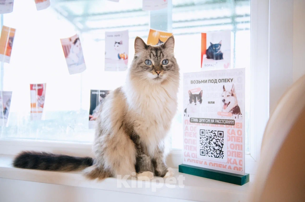 Кошки в Москве: Мурзилка мечтает о любящей семье! Мальчик, Бесплатно - фото 7