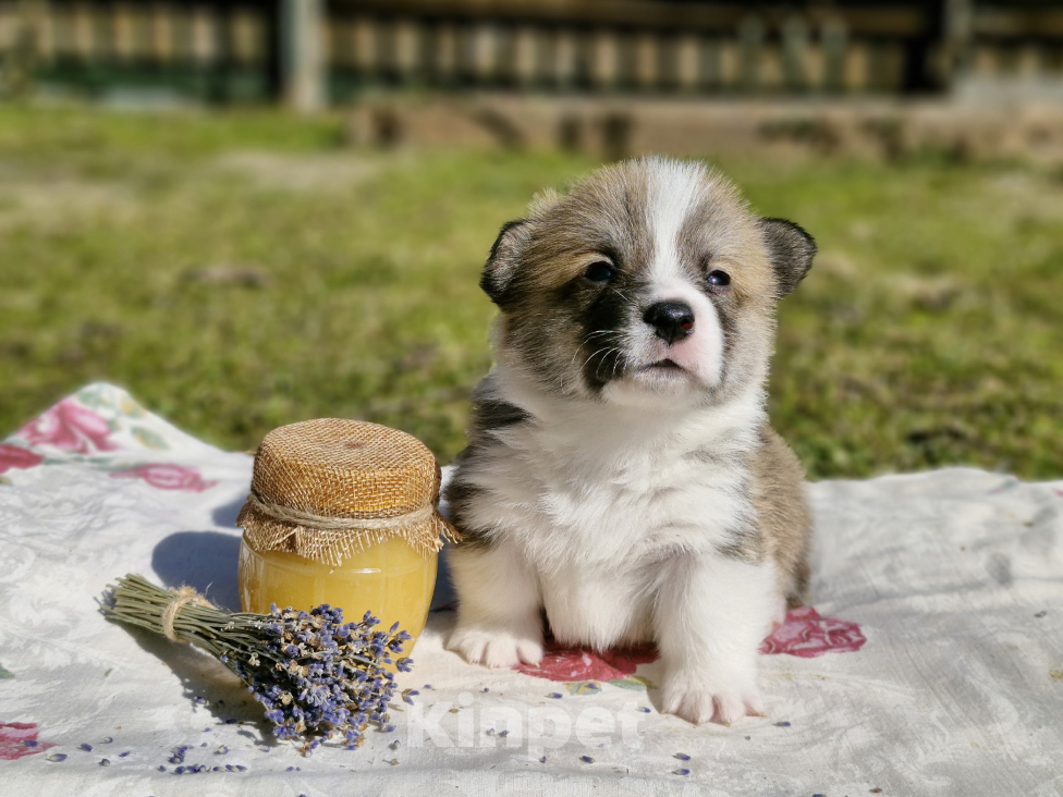Собаки в Москве: Продаются великолепные щенки вельш корги пемброк Мальчик, 70 000 руб. - фото 4