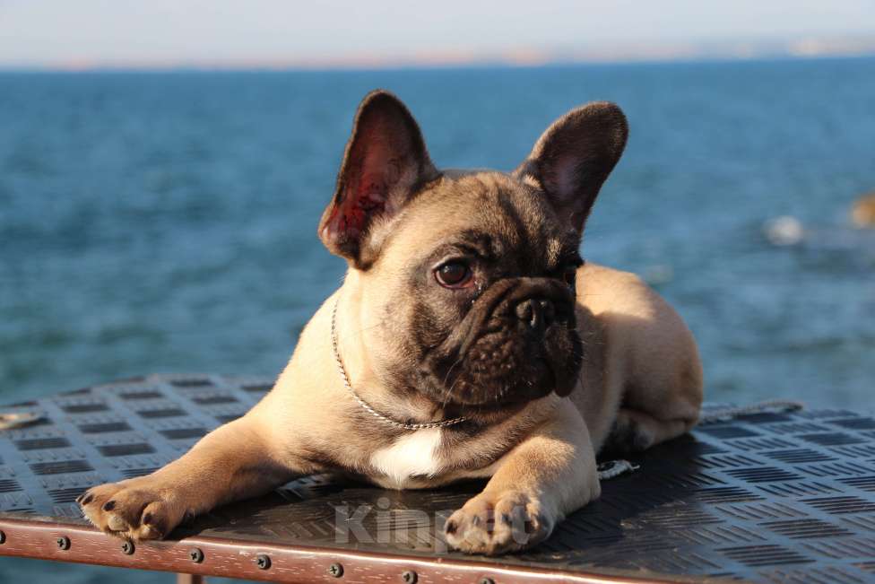 Собаки в Севастополе: Красивый мальчик  Мальчик, 70 000 руб. - фото 7