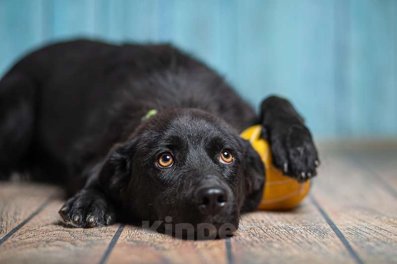 Собаки в Москве: Черный щенок лабрадора Лада в добрые руки Девочка, 1 руб. - фото 3