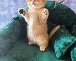 Кошки в Самаре: Котята Девочка, 35 000 руб. - фото 2