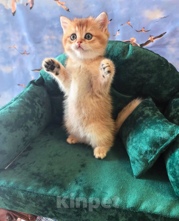 Кошки в Самаре: Котята Девочка, 35 000 руб. - фото 2