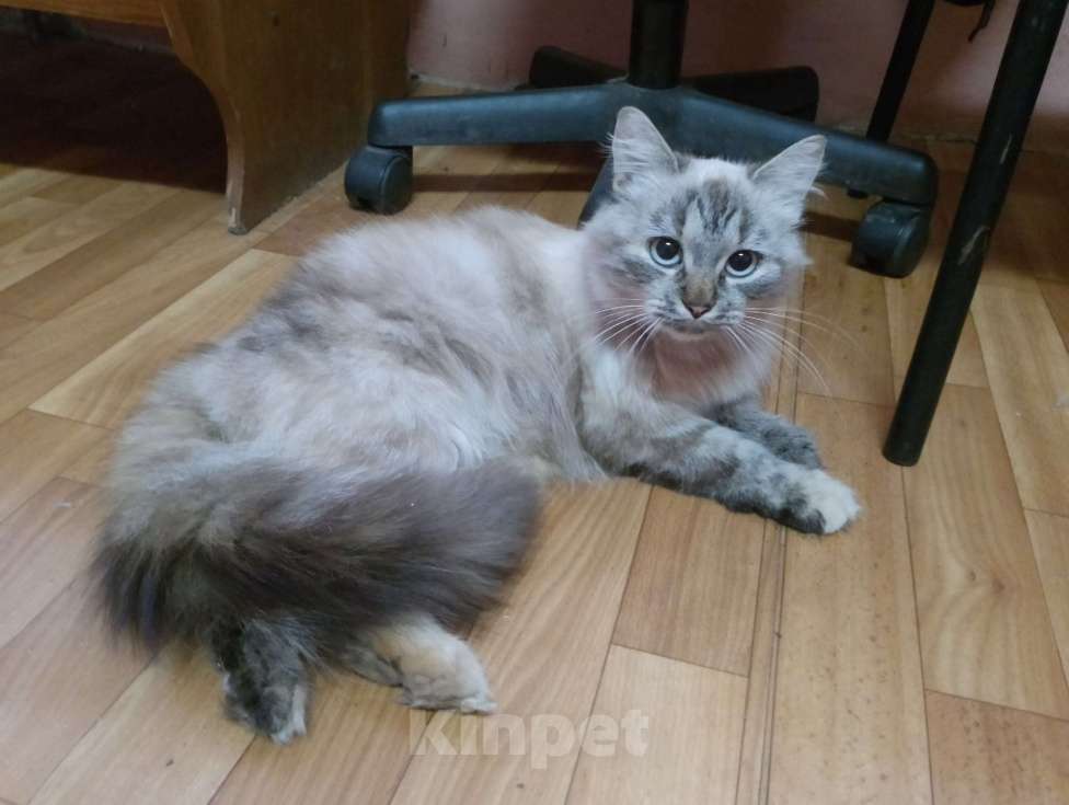 Кошки в Щелково: Маруся ищет дом Девочка, Бесплатно - фото 1