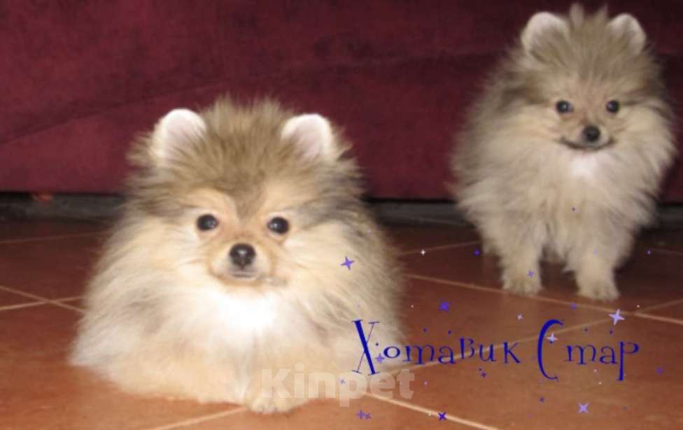 Собаки в Москве: Померанский шпиц Мальчик, Бесплатно - фото 1