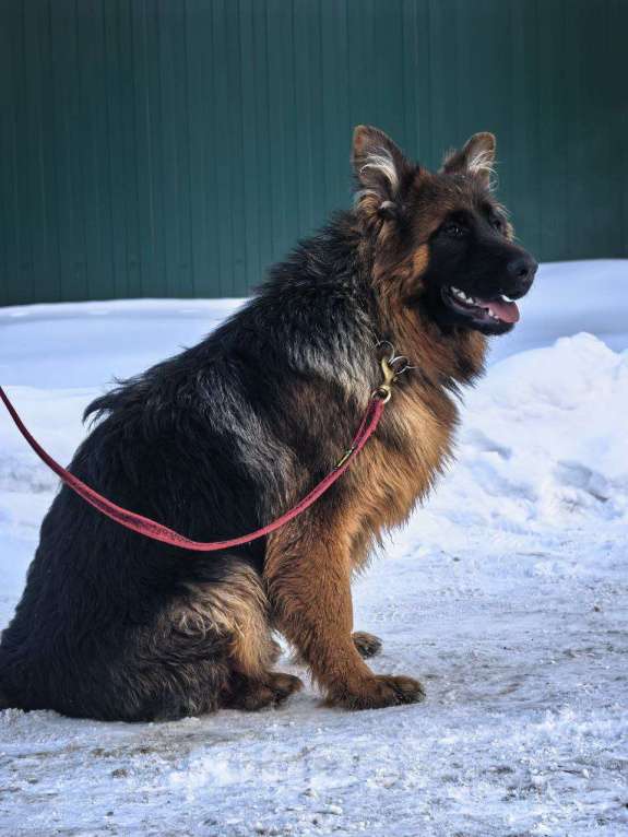Собаки в Зарайске: Продам щенка немецкой овчарки д ш. Девочки Девочка, 70 000 руб. - фото 9