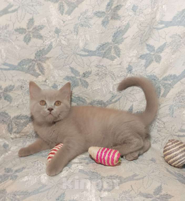 Кошки в Москве: Прямоухий  котенок лилового окраса Девочка, 20 000 руб. - фото 4