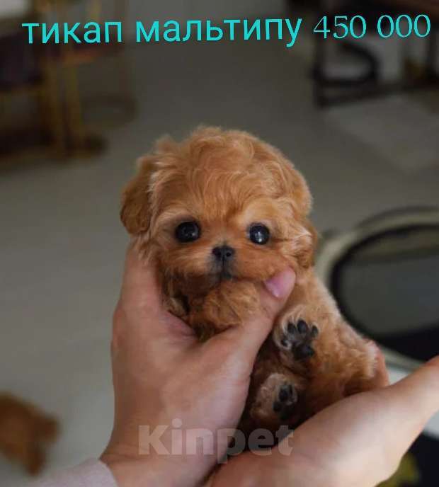 Собаки в Москве: Мальтипу тикап из Кореи 4месяца Девочка, 450 000 руб. - фото 1