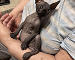 Кошки в Москве: Продаётся котенок канадский сфинкс мальчишка 2  месяца Мальчик, 30 000 руб. - фото 3