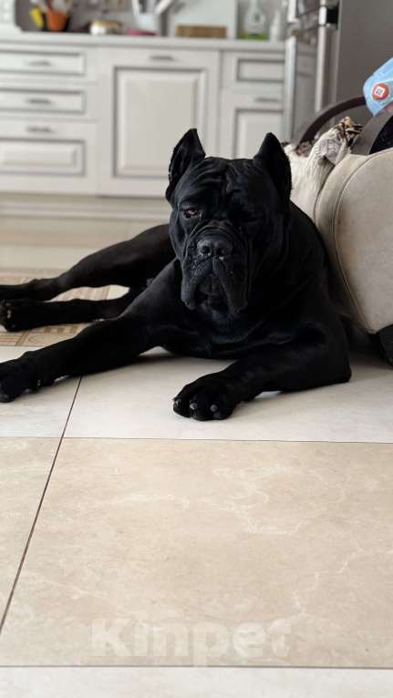 Собаки в Москве: Кобель Кане Корсо для вязки Мальчик, Бесплатно - фото 8