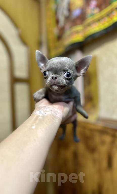 Собаки в Ростове-на-Дону: Девочка лиловая чихуахуа Девочка, 50 000 руб. - фото 2