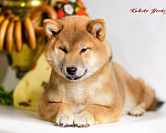 Собаки в Перми: Сиба ину девочка РКФ идеальный компаньон порода Девочка, 75 000 руб. - фото 1