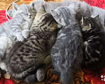 Кошки в Чебоксарах: Вязка британец, 500 руб. - фото 8