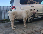 Собаки в Саратове: Вязка, Бесплатно - фото 4
