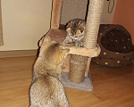Кошки в Теберде: Тигрёнок на Золоте с Особняком, 14 999 руб. - фото 9