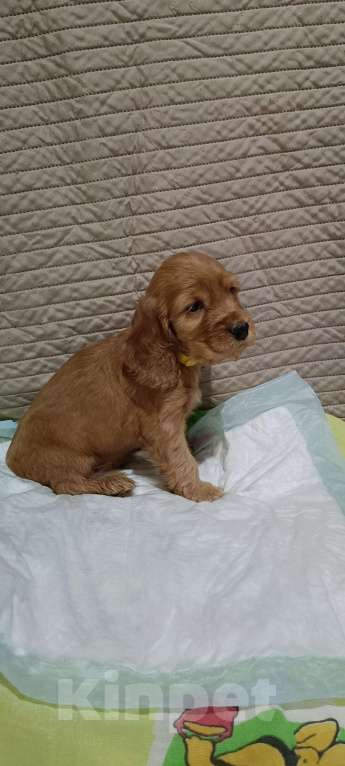 Собаки в Новосибирске: Щенок Мальчик, 15 000 руб. - фото 1