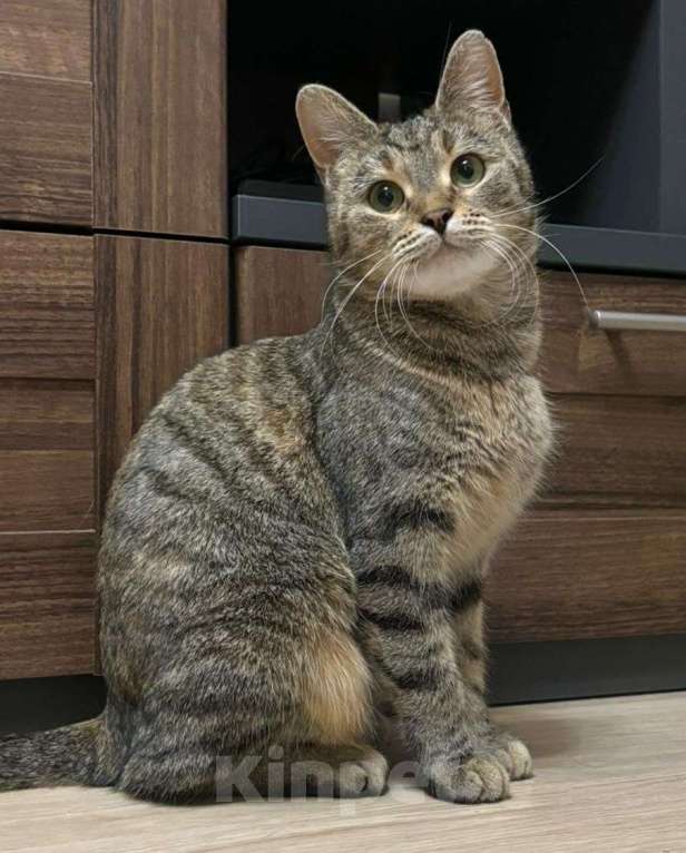 Кошки в Москве: Котенка выкинули на улицу! Срочный поиск дома! Девочка, Бесплатно - фото 3