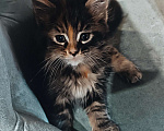 Кошки в Шатуре: Мей-кун котенок Девочка, 10 000 руб. - фото 2