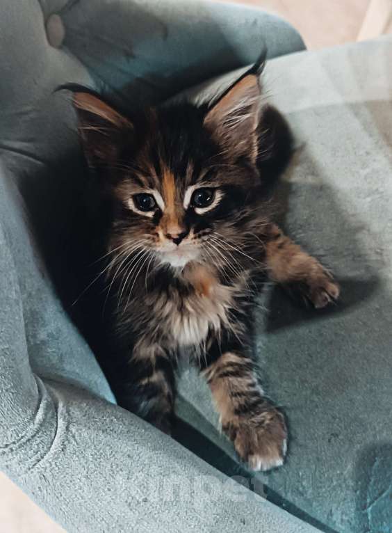 Кошки в Шатуре: Мей-кун котенок Девочка, 10 000 руб. - фото 2