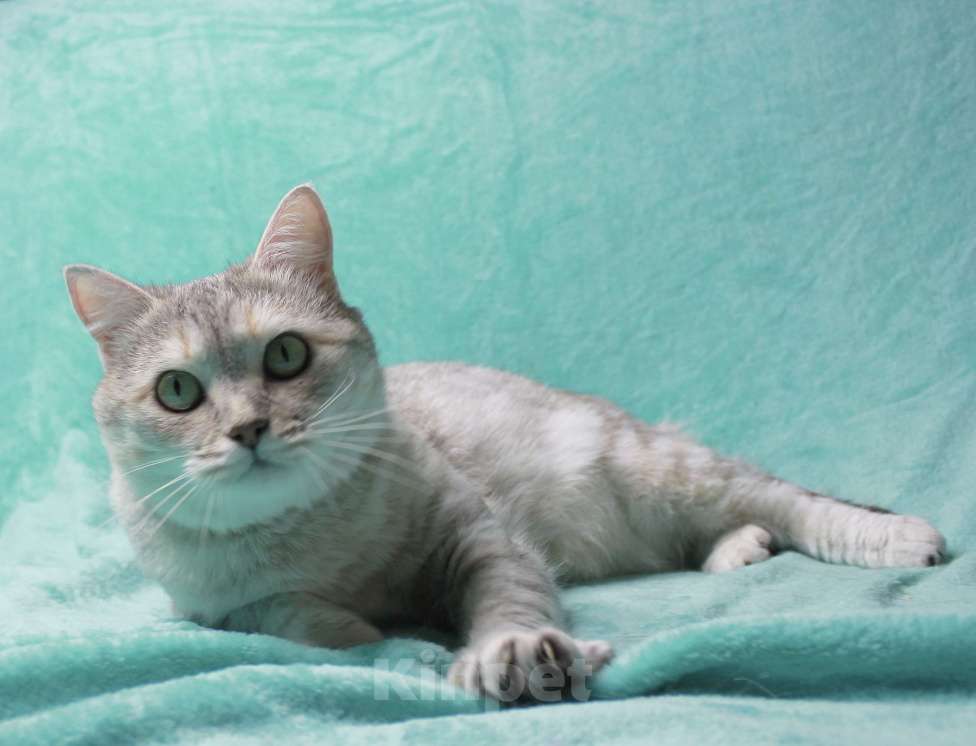 Кошки в Москве: Предали и выбросили! Девочка, Бесплатно - фото 3