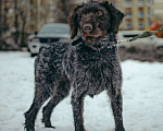 Собаки в Санкт-Петербурге: Красотка собака породы Дратхаар Девочка, Бесплатно - фото 6