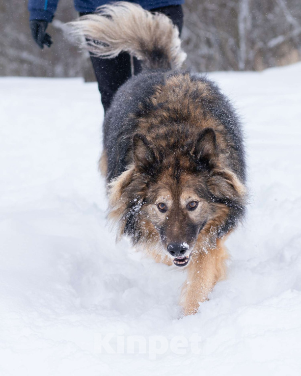 Собаки в Москве: Метис длинношёрстной овчарки в дар Мальчик, Бесплатно - фото 8