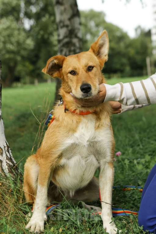 Собаки в Санкт-Петербурге: Ищем дом замечательным и неповторимым ушам Девочка, Бесплатно - фото 5